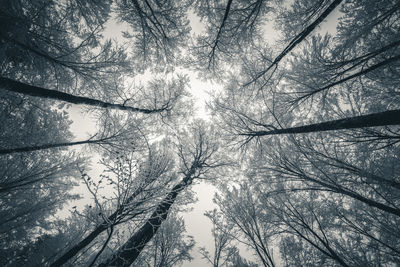 Low angle view of trees against sky