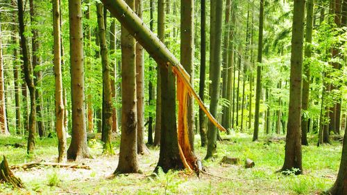 Trees in forest