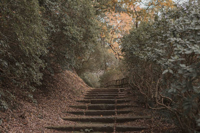 Low angle view of steps amidst trees in forest