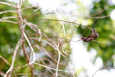 Close-up of insect on plant