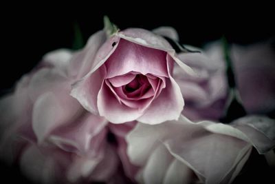 Close-up of pink rose