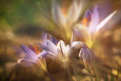 Close-up of purple crocus flowers on field