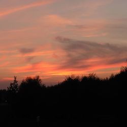 Silhouette of trees at sunset