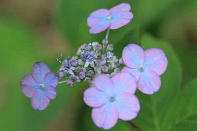 Close-up of purple flowers