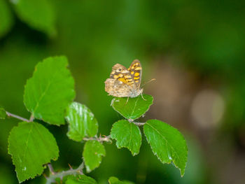 Close-up of butterfly pollinating on flower