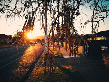 Road amidst bare trees against sky during sunset