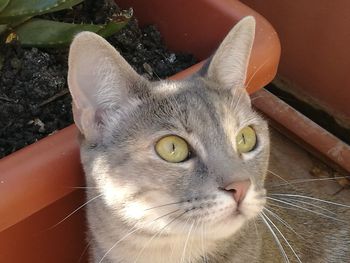 Close-up portrait of a cat