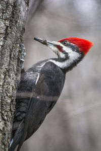 Close-up of bird perching on a branch