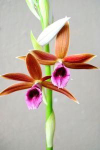 Close-up of phaius orchids growing outdoors