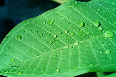 Close-up of raindrops on leaves