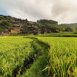 Scenic view of grassy field against sky