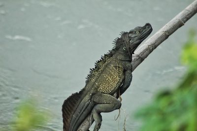 Close-up of lizard on branch