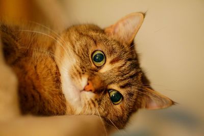 Close-up of a cat looking away