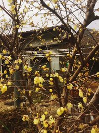 Close-up of flowers on tree