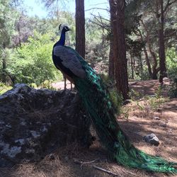 Bird on tree trunk in forest