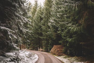 Empty road amidst trees during winter