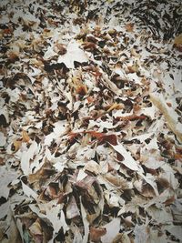 Close-up of dry leaves fallen in autumn