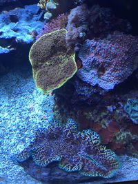 Fish swimming in aquarium