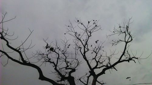 Low angle view of bare trees against sky