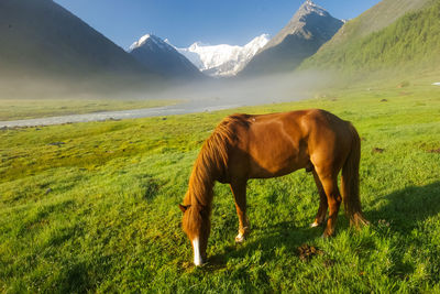 Horse in a field