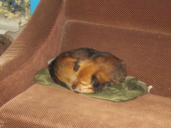 Close-up of dog sleeping