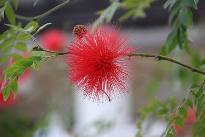 Close-up of red flowering plant