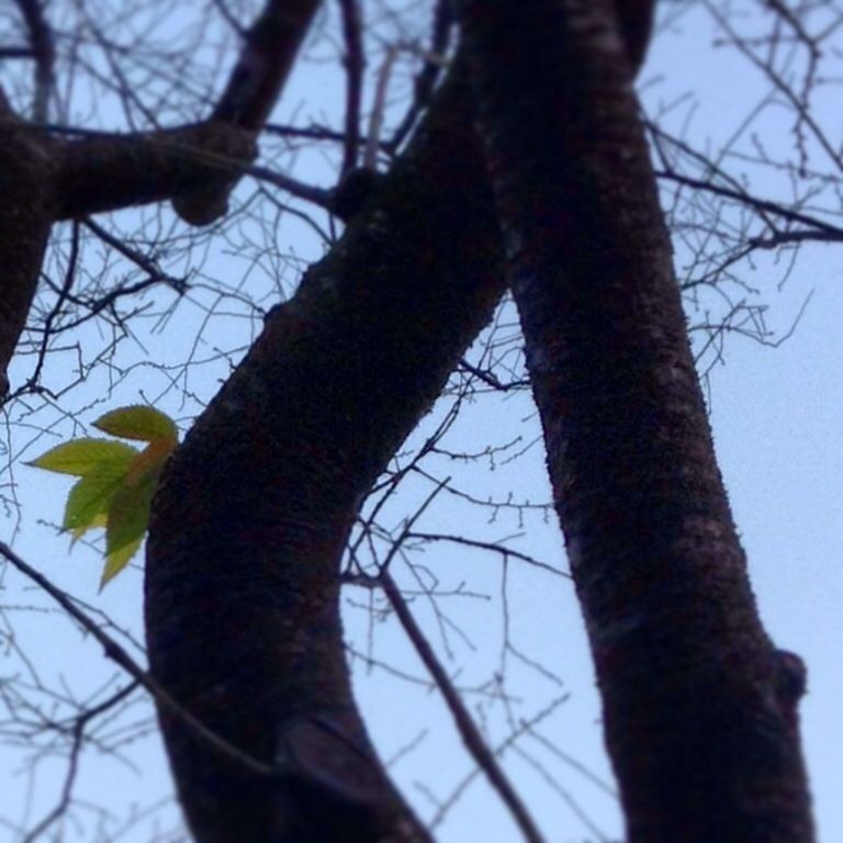 branch, tree, low angle view, tree trunk, bare tree, sky, focus on foreground, close-up, nature, day, metal, outdoors, no people, growth, silhouette, part of, clear sky, tranquility, sunlight, protection