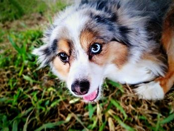 Close-up portrait of dog