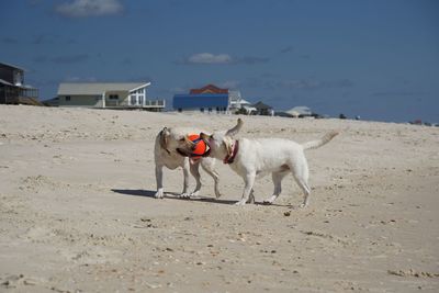 Dog running at sandy beach