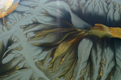 Full frame shot of plant