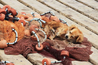 Dog lying down on fishing net