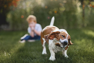 Dog on field