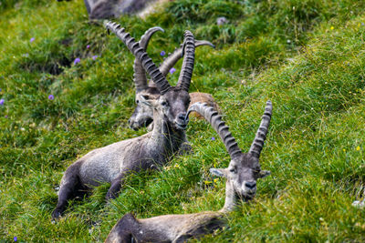 Portrait of giraffe in a forest