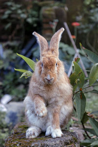 Portrait of rabbit sitting on field