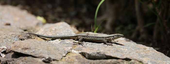 Close-up of lizard on rock