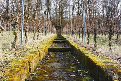 Road amidst bare trees in forest