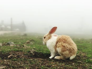 Rabbit in a field