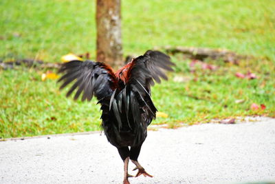 Close-up of bird on field