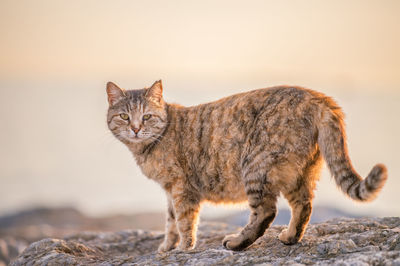 Portrait of cat on rock against sky