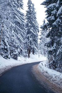 Snow covered road amidst trees and plants during winter