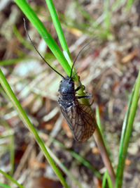 High angle view of insect on plant