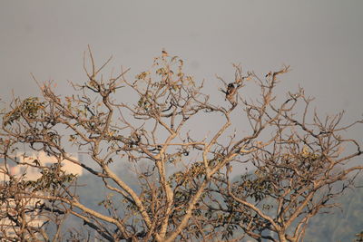 Close-up of branches against clear sky