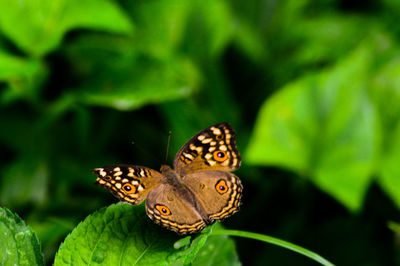 Butterfly on leaf