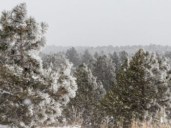 Low angle view of frozen trees against sky during winter