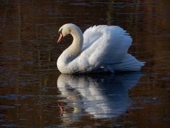 Swan swimming in lake