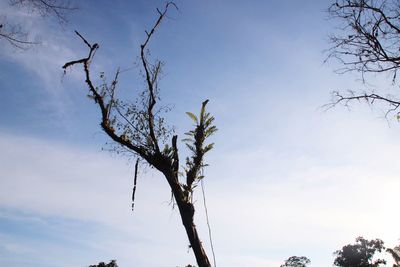 Low angle view of bare tree against sky