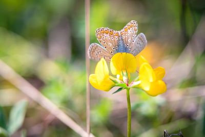 Close-up of butterfly pollinating on yellow flower