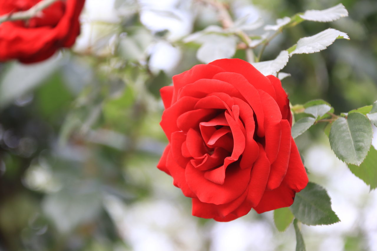 CLOSE-UP OF ROSE PLANT