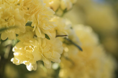 Close-up of yellow flower