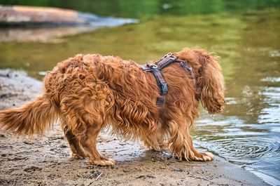 Full length of a dog on beach